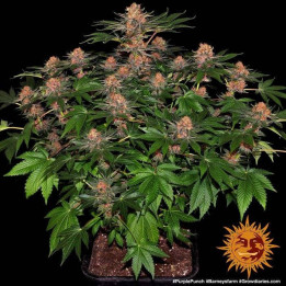 Marihuana Purple Punch (Barney's Farm)