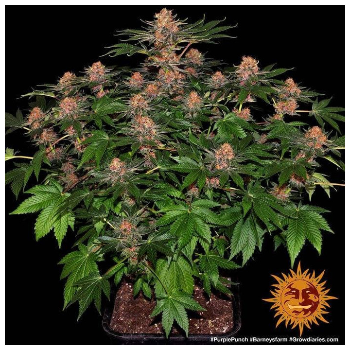 Marihuana Purple Punch (Barney's Farm)