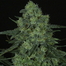 Criminal (Ripper Seeds)