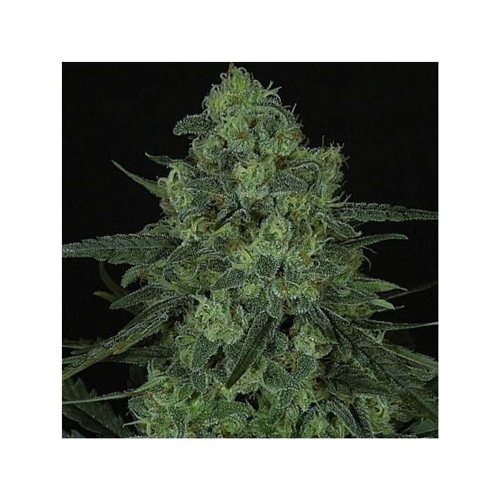 Criminal (Ripper Seeds)