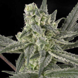 Old School (Ripper Seeds)