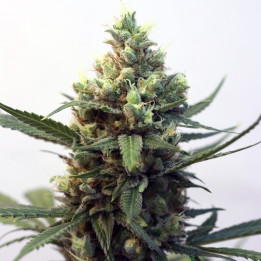 Toxic (Ripper Seeds)