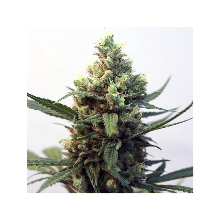 Toxic (Ripper Seeds)