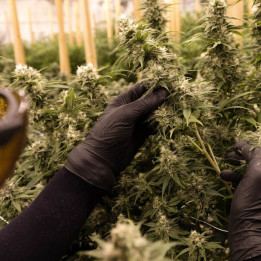 Blueberry Cheesecake | Dawg Star | Tus semillas en Diosa Planta