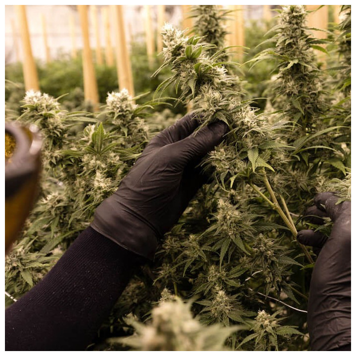 Blueberry Cheesecake | Dawg Star | Tus semillas en Diosa Planta