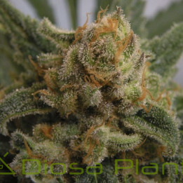 Grapegum (Ripper Seeds)