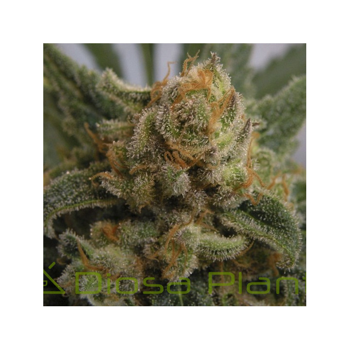 Grapegum (Ripper Seeds)