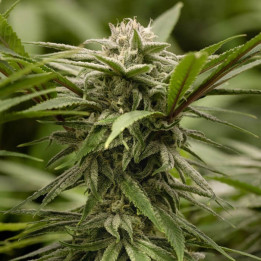 Ewok | Dawg Star | Tus semillas en Diosa Planta