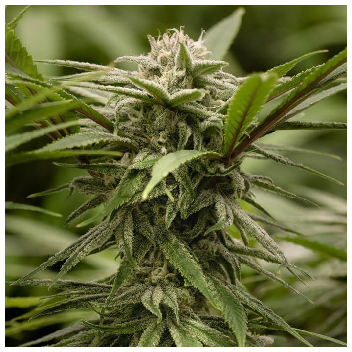 Ewok | Dawg Star | Tus semillas en Diosa Planta