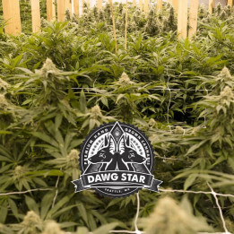 Critical Purple Kush | Dawg Star | Tus semillas en Diosa Planta