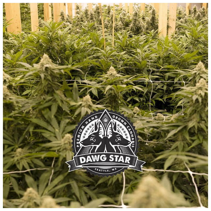 Critical Purple Kush | Dawg Star | Tus semillas en Diosa Planta