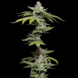 Grease Monkey | Dawg Star | Tus semillas en Diosa Planta