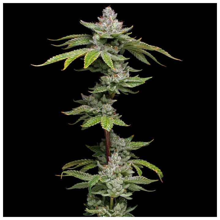 Grease Monkey | Dawg Star | Tus semillas en Diosa Planta