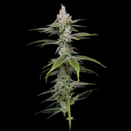 Hammerhead | Phat Panda | Tus semillas en Diosa Planta