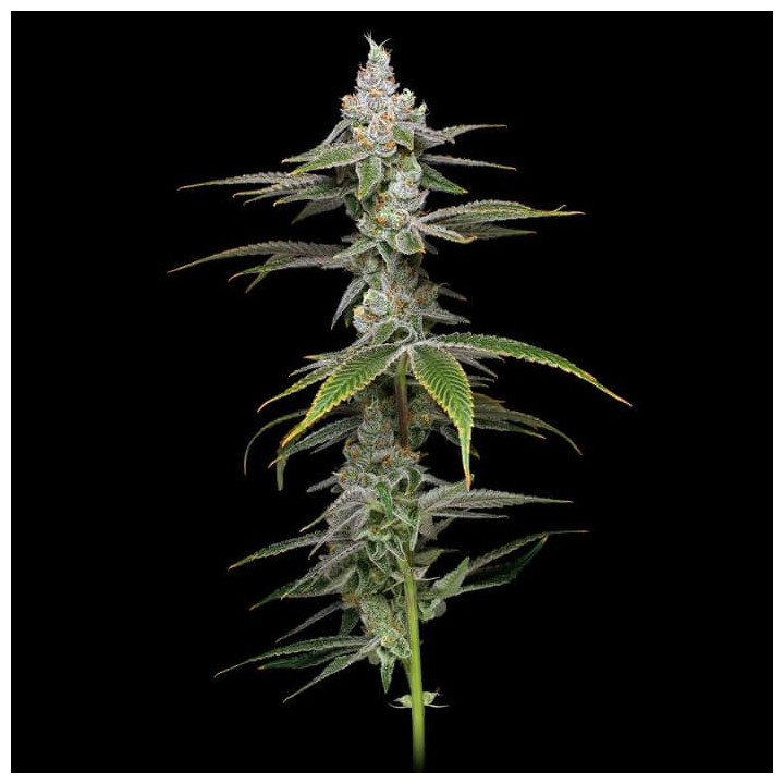 Hammerhead | Phat Panda | Tus semillas en Diosa Planta