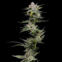 Wifi | Phat Panda | Tus semillas en Diosa Planta