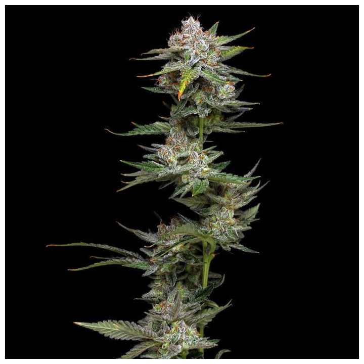 Wifi | Phat Panda | Tus semillas en Diosa Planta