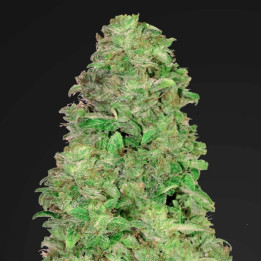 CBD Auto 20:1 | Fast Buds | Comprar Semillas baratas