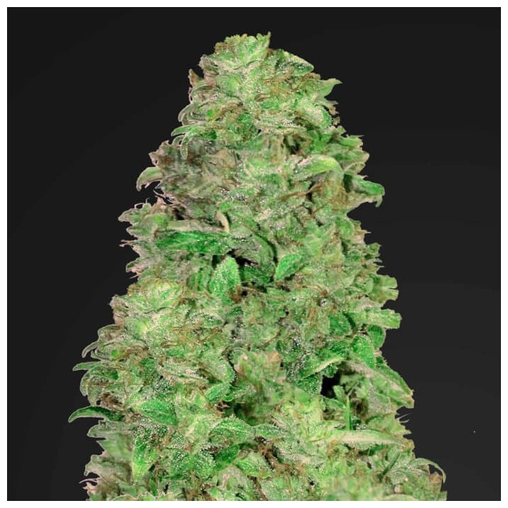 CBD Auto 20:1 | Fast Buds | Comprar Semillas baratas