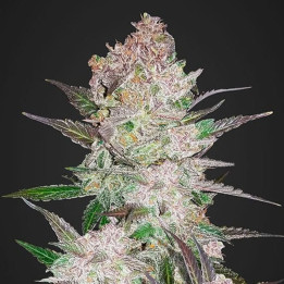 Cream Cookies Auto | Fast Buds | Comprar Semillas al mejor precio