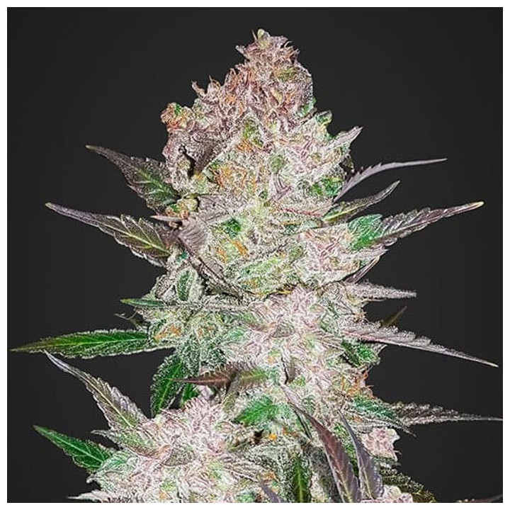 Cream Cookies Auto | Fast Buds | Comprar Semillas al mejor precio