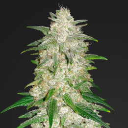 Gelato Auto | Fast Buds | Comprar semillas al mejor precio