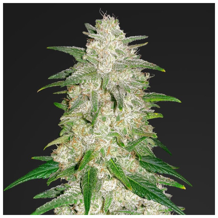 Gelato Auto | Fast Buds | Comprar semillas al mejor precio