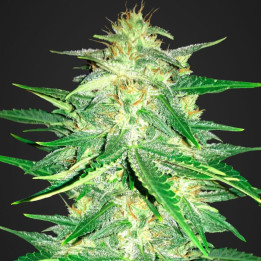 Lemon AK Auto | Fast Buds | Comprar Semillas de marihuana baratas