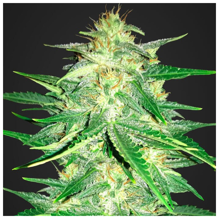 Lemon AK Auto | Fast Buds | Comprar Semillas de marihuana baratas