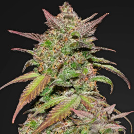 Smoothie Auto | Fast Buds | Semillas de marihuana Fast Buds al mejor precio