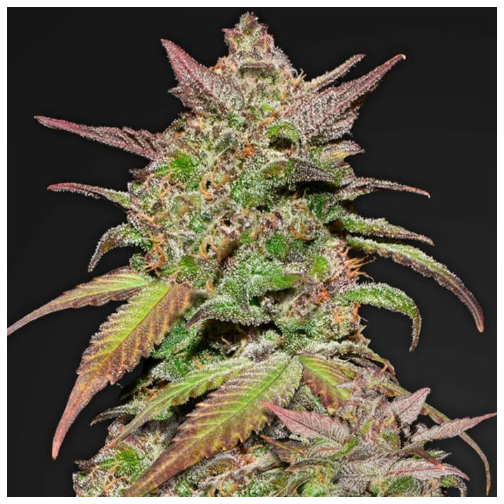 Smoothie Auto | Fast Buds | Semillas de marihuana Fast Buds al mejor precio