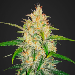 Zkittlez Auto | Fast Buds | La mejor marihuana autofloreciente del mercado