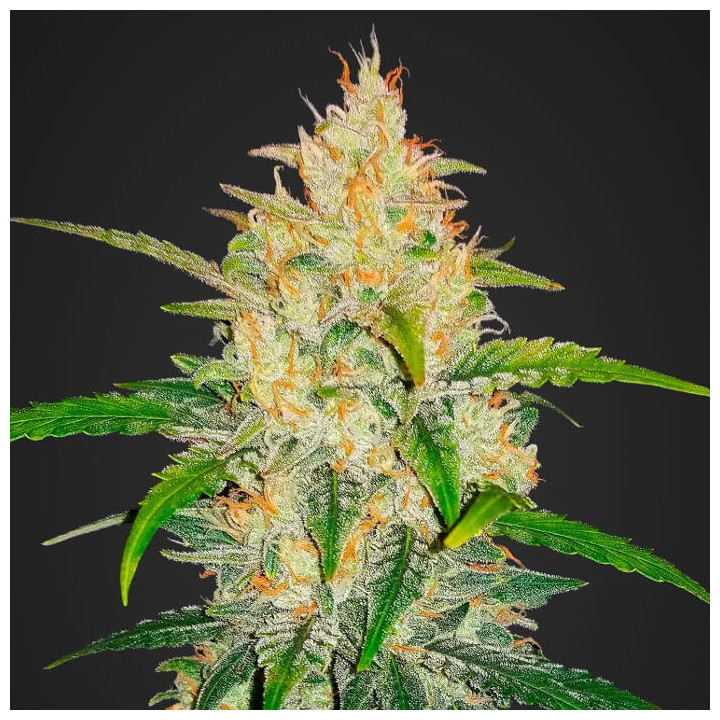 Zkittlez Auto | Fast Buds | La mejor marihuana autofloreciente del mercado