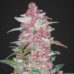 Blackberry Auto | Fast Buds | Comprar Semillas de marihuana auto