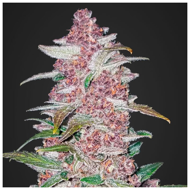 Blackberry Auto | Fast Buds | Comprar Semillas de marihuana auto