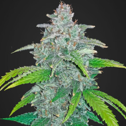 Blue Dream'matic | Fast Buds | Comprar Semillas automáticas