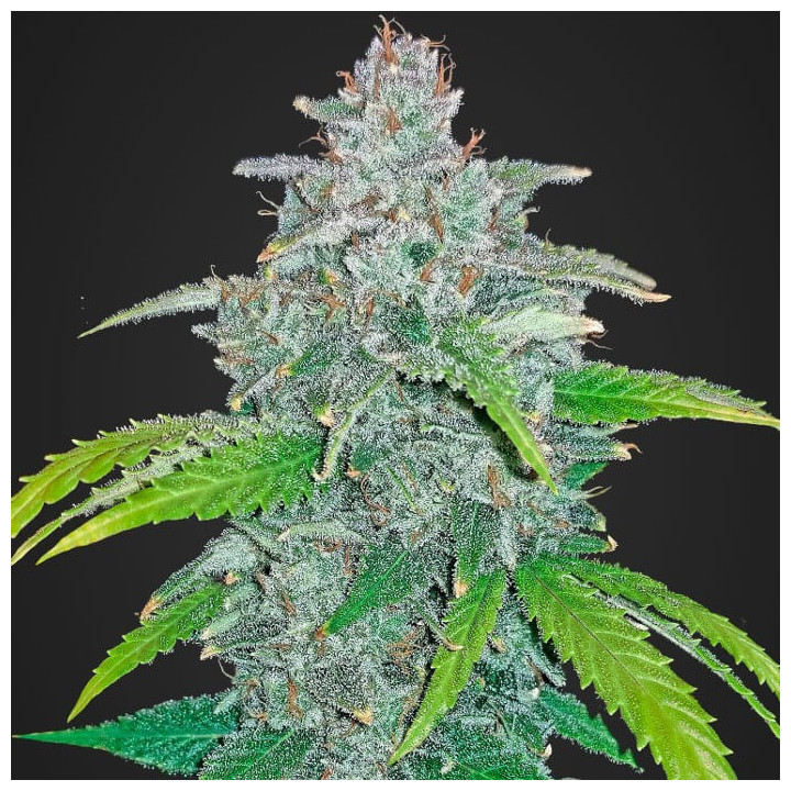 Blue Dream'matic | Fast Buds | Comprar Semillas automáticas