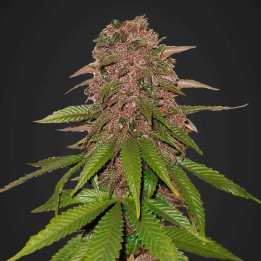C4 Auto | Fast Buds | Comprar semillas al mejor precio