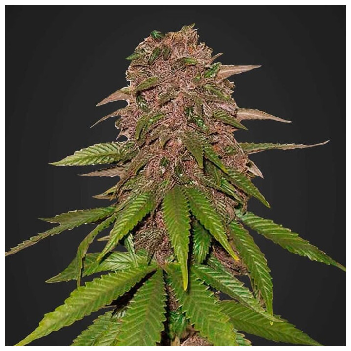 C4 Auto | Fast Buds | Comprar semillas al mejor precio