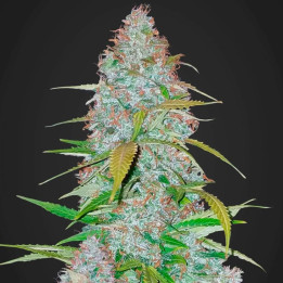 Californian Snow Auto | Fast Buds | Comprar Semillas baratas