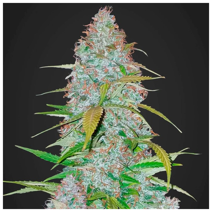 Californian Snow Auto | Fast Buds | Comprar Semillas baratas