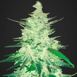CBD Crack Auto | Fast Buds | Comprar Semillas baratas