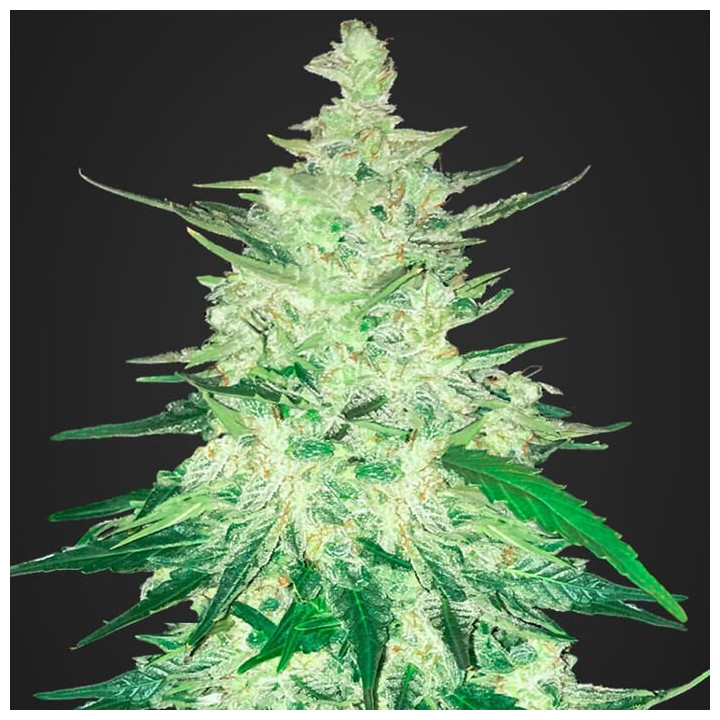 CBD Crack Auto | Fast Buds | Comprar Semillas baratas