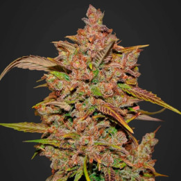 Crystal Meth Auto | Fast Buds | Comprar Semillas al mejor precio