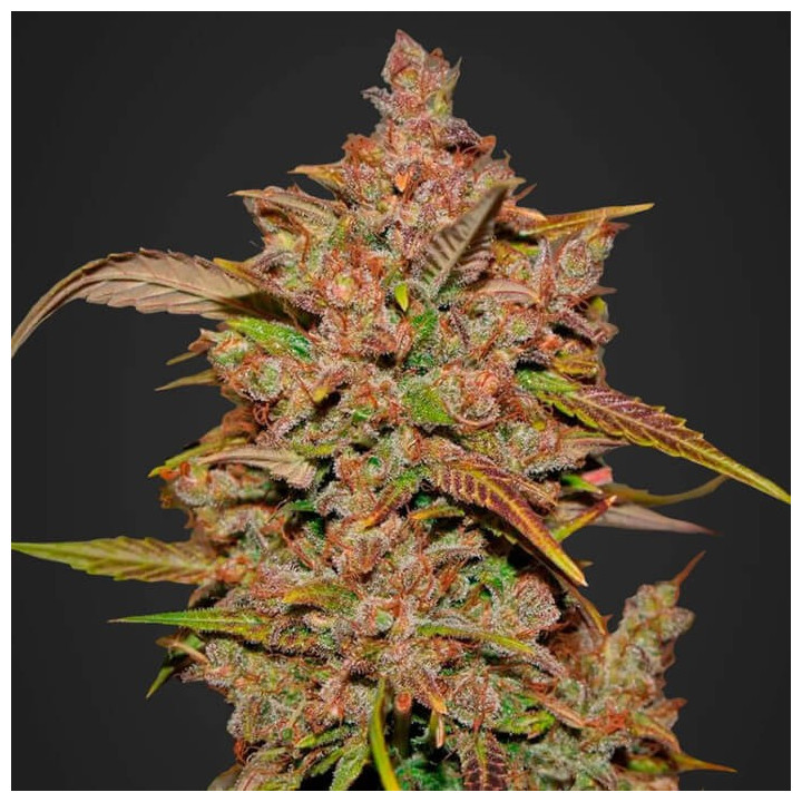 Crystal Meth Auto | Fast Buds | Comprar Semillas al mejor precio