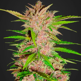 Fastberry Auto | Fast Buds | Comprar semillas de marihuana baratas