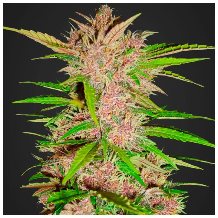 Fastberry Auto | Fast Buds | Comprar semillas de marihuana baratas