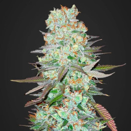 G14 Auto | Fast Buds | Comprar Semillas al mejor precio