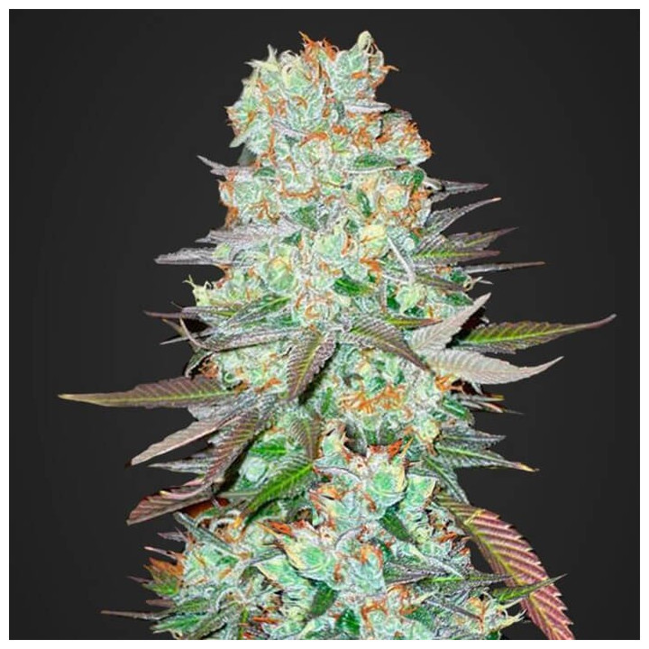 G14 Auto | Fast Buds | Comprar Semillas al mejor precio