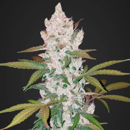 Girl Scout Cookies Auto | Fast Buds | Comprar semillas de marihuana